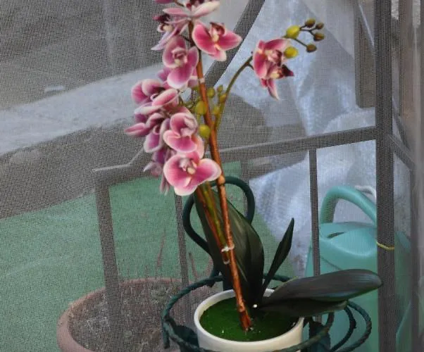 Al Borghetto Apartment